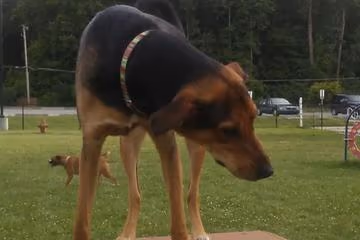 Pawster Park photo 1